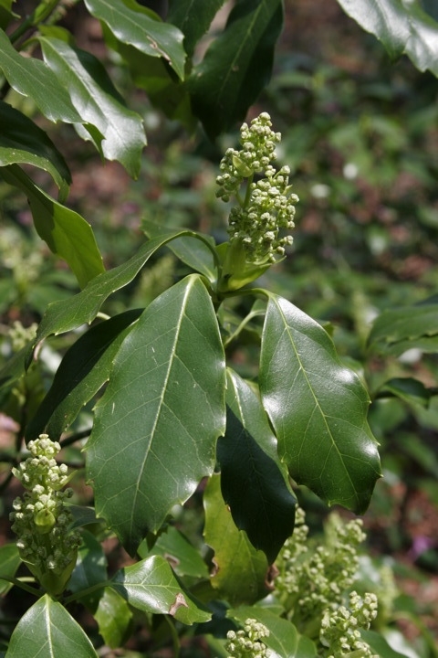 アオキの葉（４月）