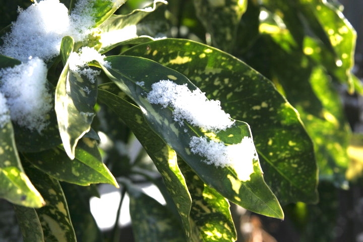 アオキの葉：白い斑入り