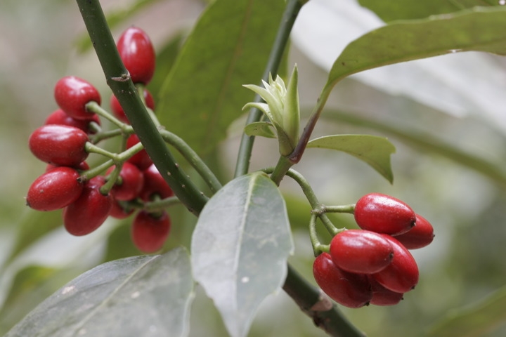アオキの赤い実