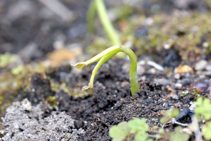 アオキの発芽：翌年の３月