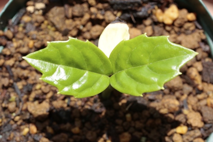 アオキの発芽：本葉が出た２ヶ月目