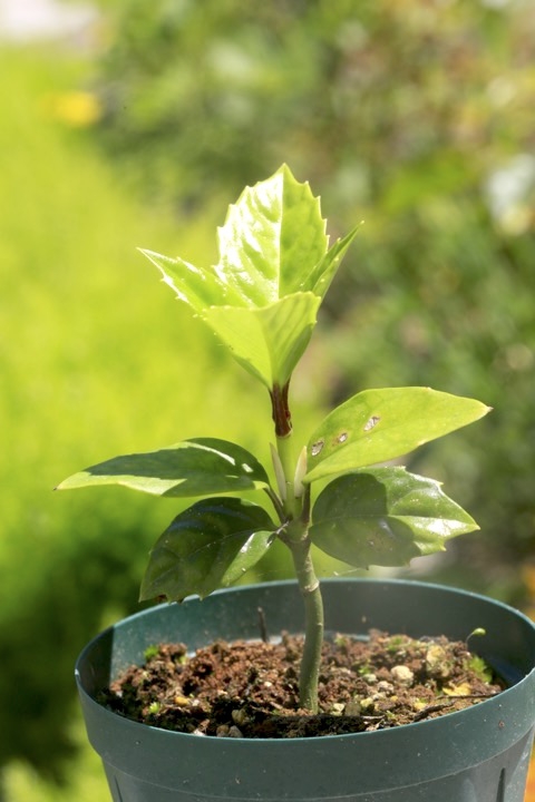 ２年目のアオキ