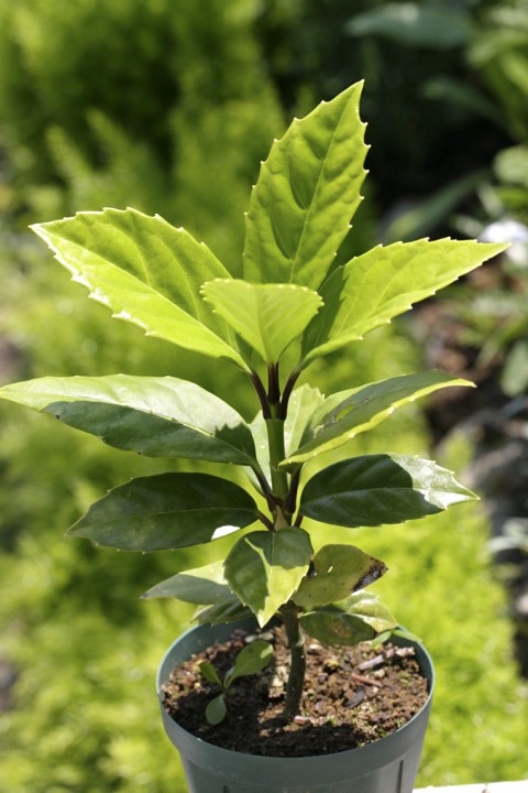 ３年目のアオキ：５月