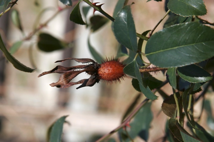 ナニワイバラの実