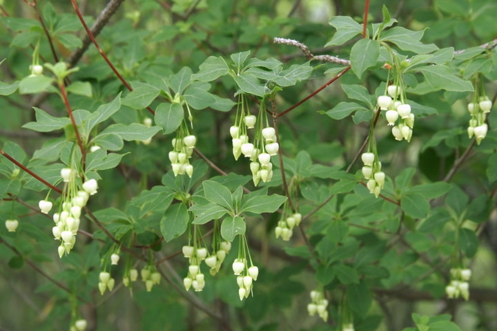 アブラツツジの花