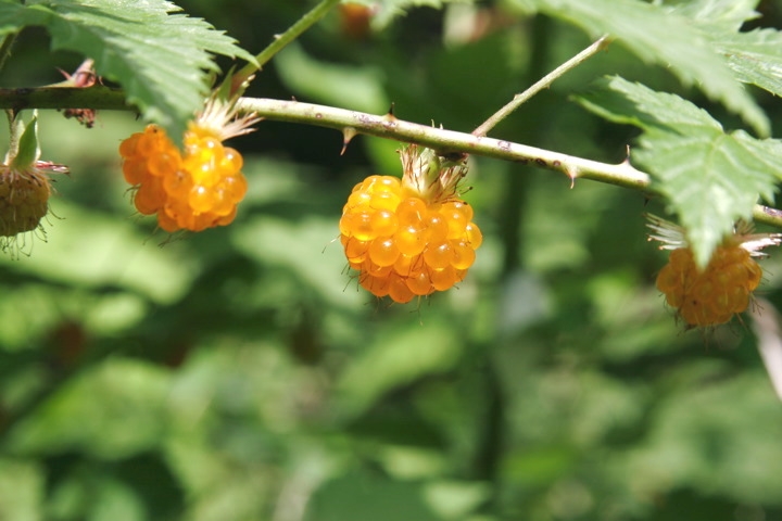 モミジイチゴの実