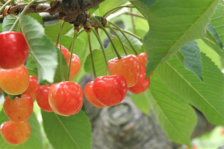 サクランボの実