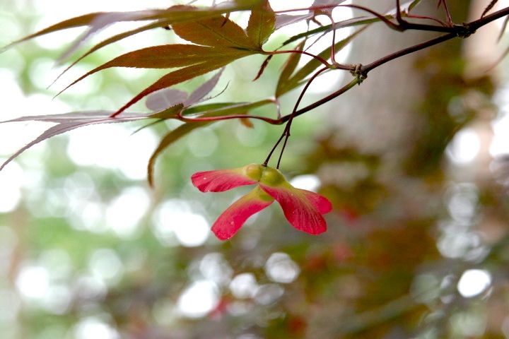 イロハモミジの実