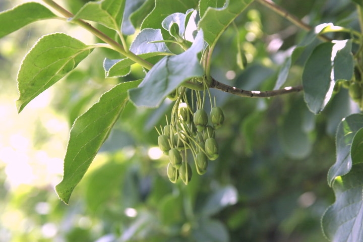 サラサドウダンの実