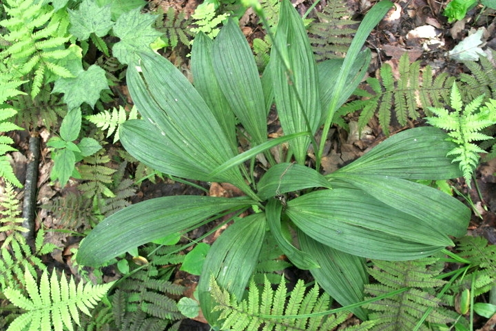 アオヤギソウの葉