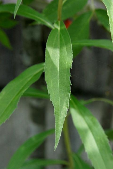 アキノキリンソウの葉