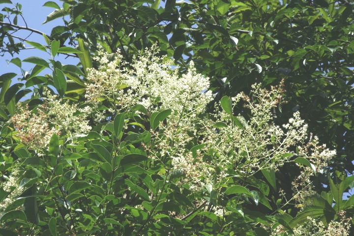 サンゴジュの花