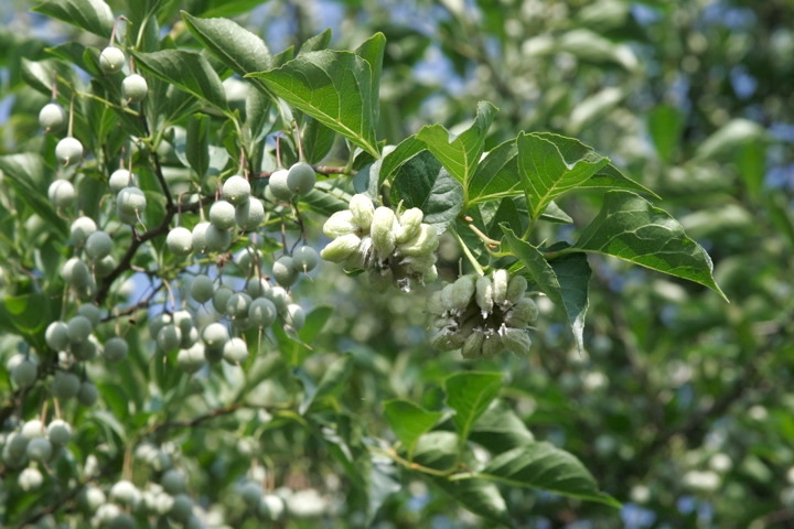 エゴノネコアシ