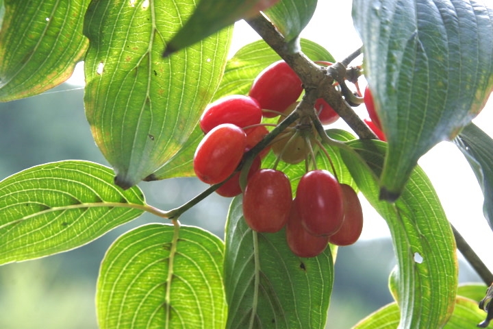 サンシュユの実