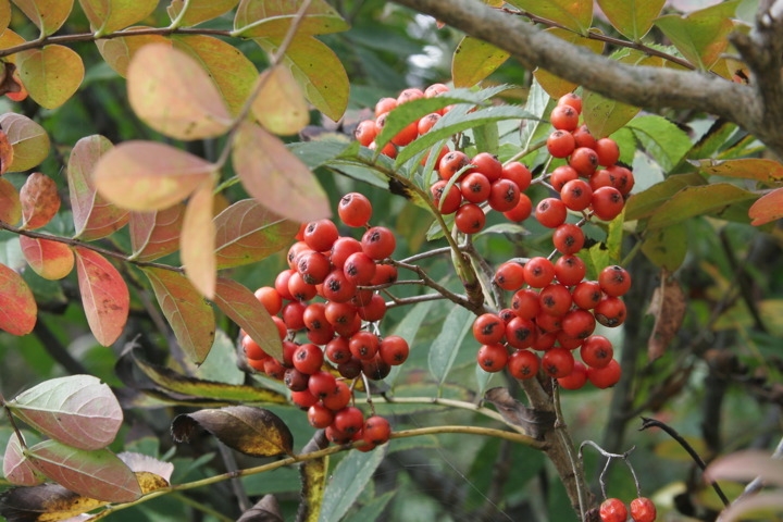 ナナカマドの実
