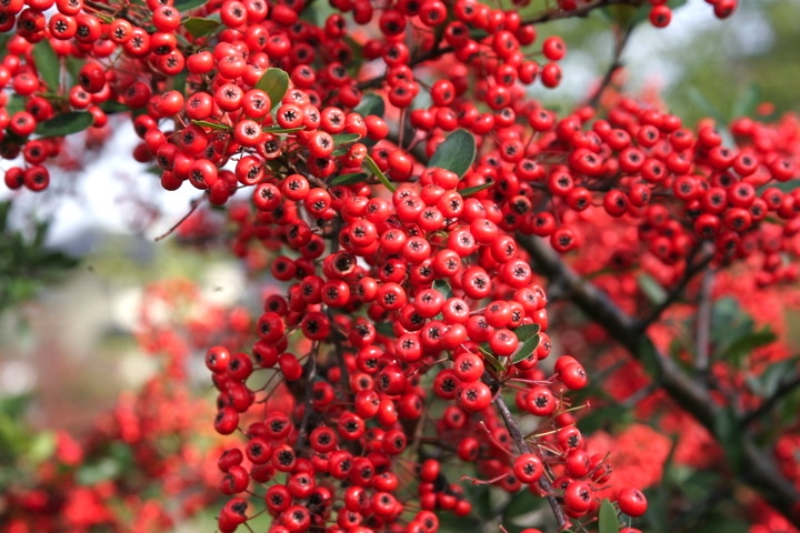トキワサンザシの実