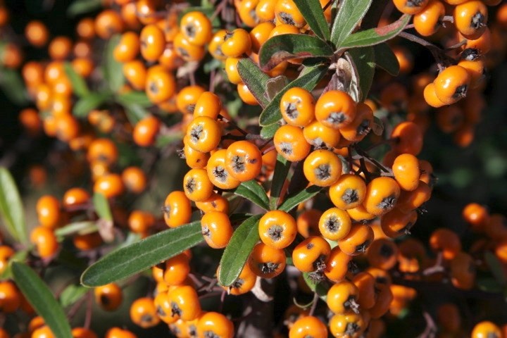 トキワサンザシの実