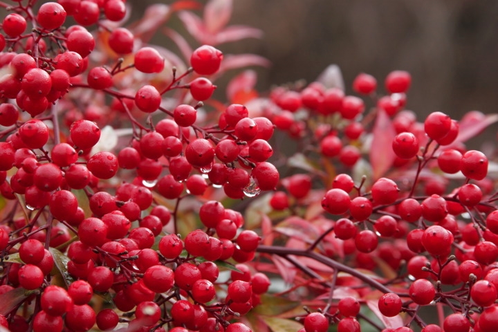 ナンテンの実：赤