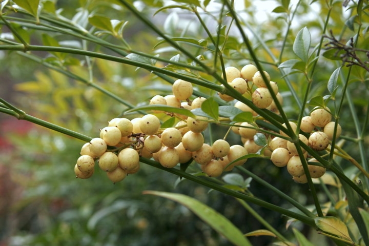 ナンテンの実：白