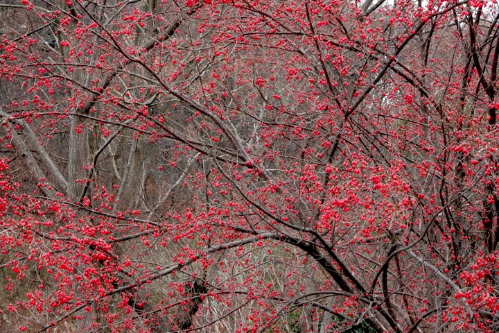 サンシュユの実