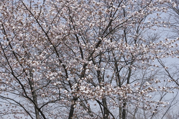ヤマザクラの花