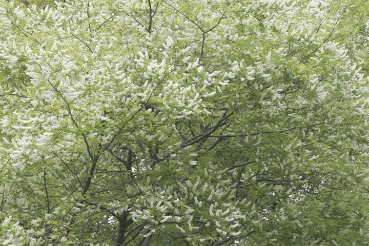 ウワミズザクラの花