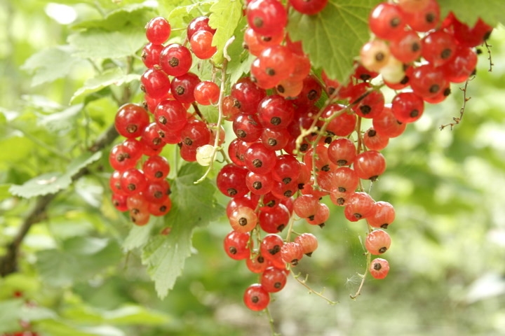 フサスグリの実