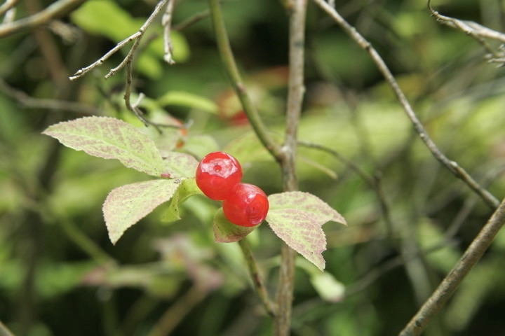 カクミノスノキの実