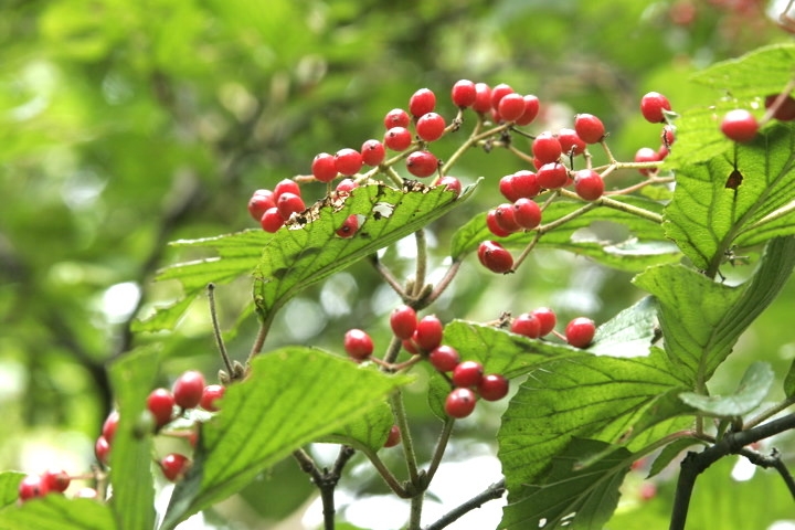 ヤブデマリの実
