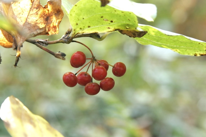 サルトリイバラの実