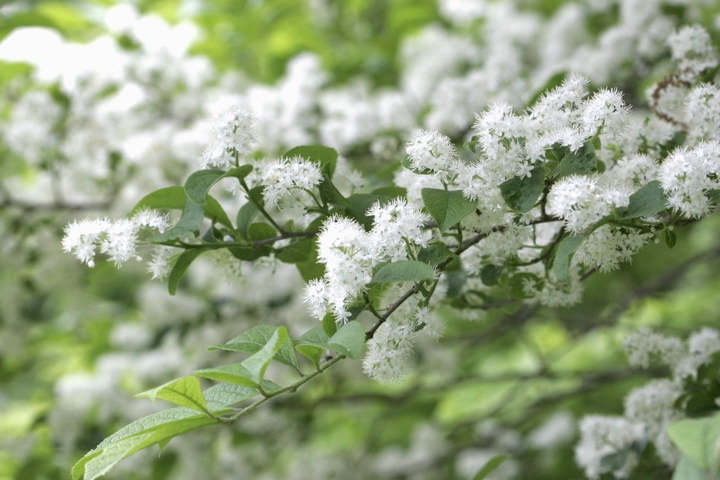 サワフタギの花