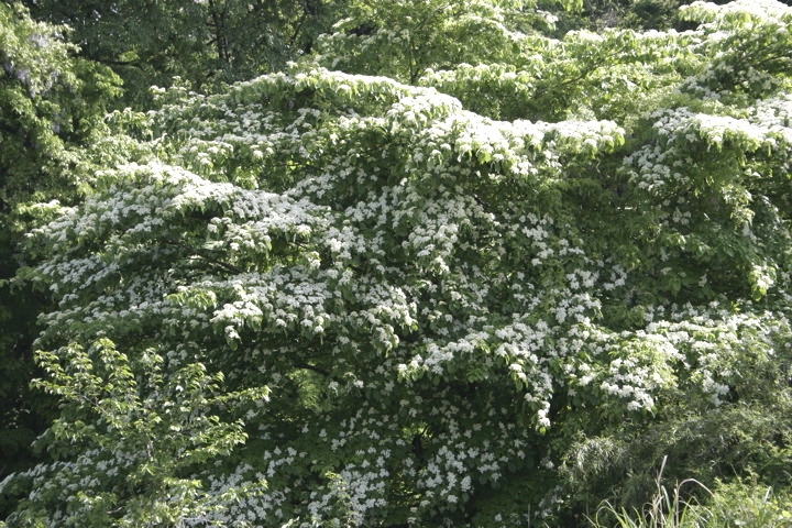 ヤブデマリの花