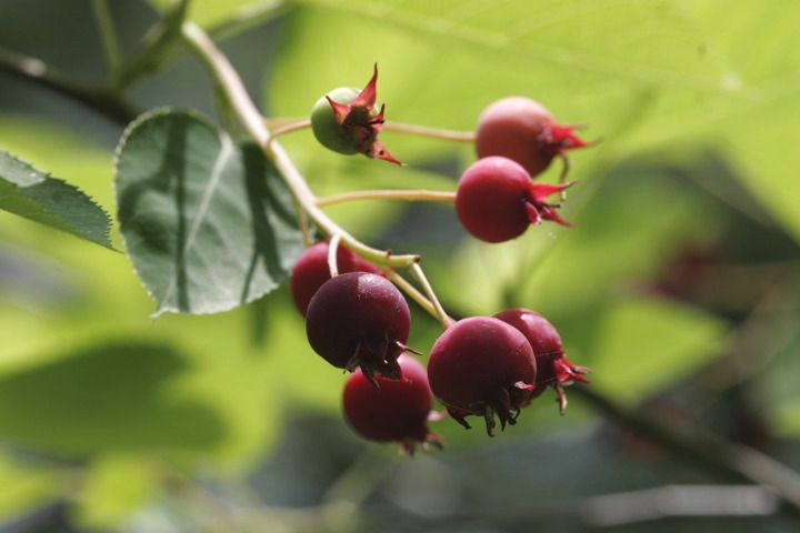 ジューンベリーの実