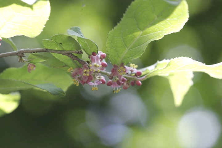 ウメモドキの雄花