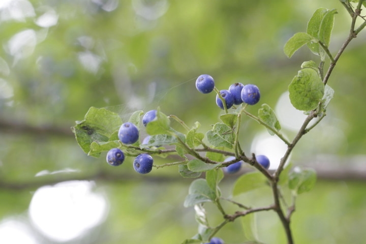 サワフタギの実