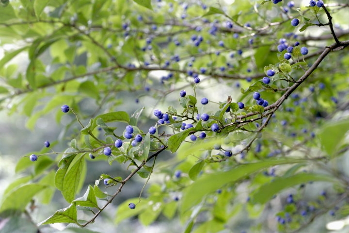 サワフタギの実