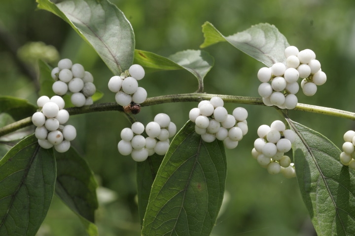 シロミノコムラサキの実