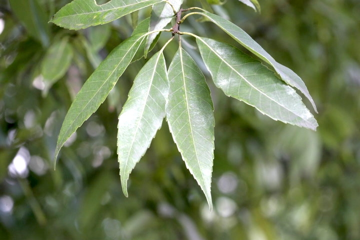 シラカシの葉