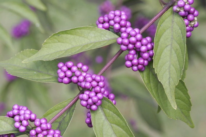 コムラサキの実