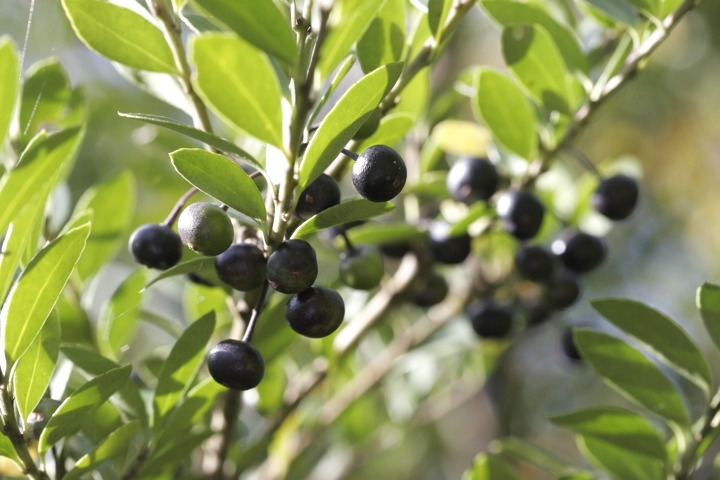 イヌツゲの実