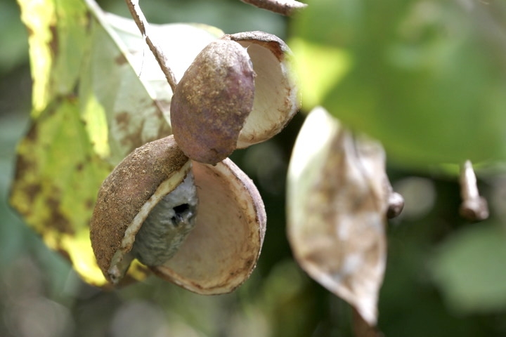ミツバアケビの実