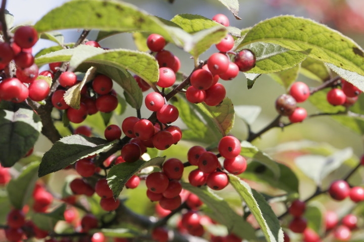 ウメモドキの実