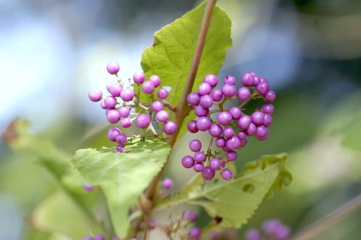 ムラサキシキブの実