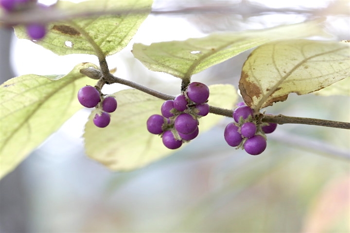 ヤブムラサキの実