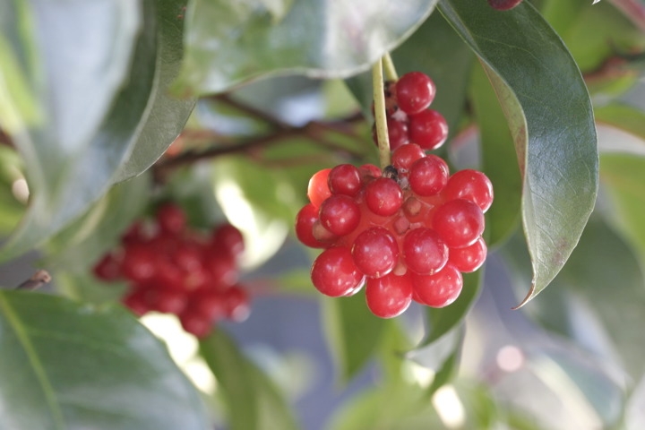 サネカズラの実