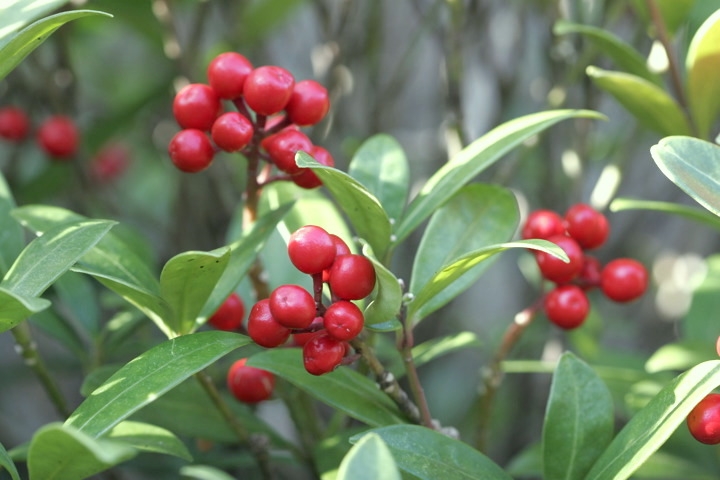 ミヤマシキミの実