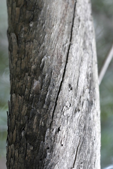 ネジキの木肌