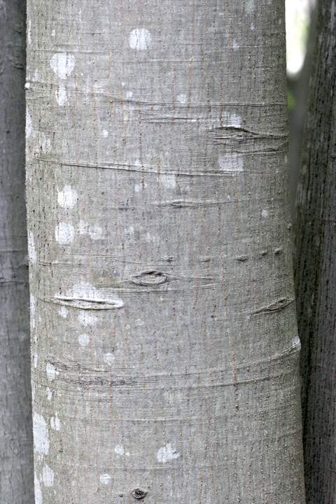 シラカシの木肌