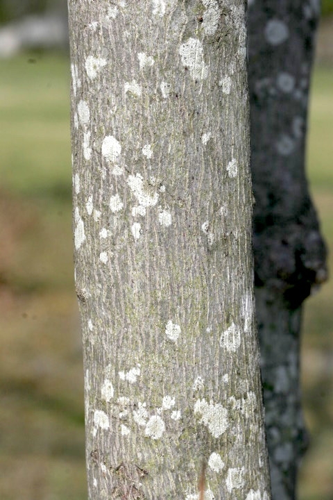 エゴノキの木肌