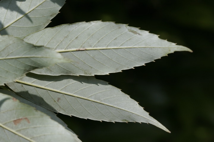ウラジロガシの葉